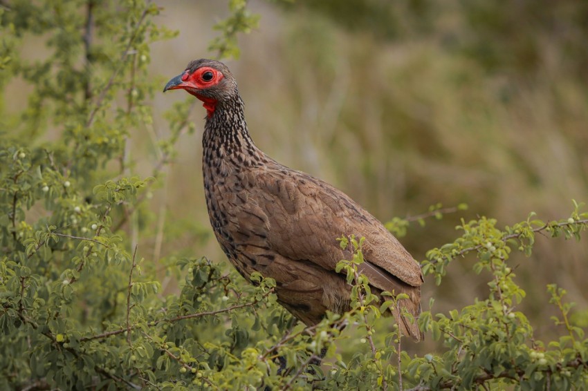 a large bird with a red head standing in a tree