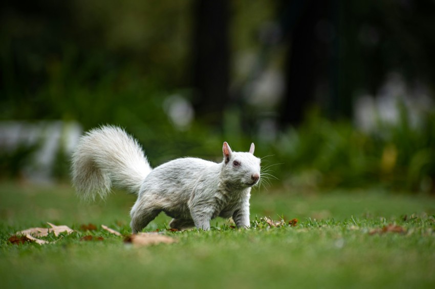 white cat on green grass during daytime