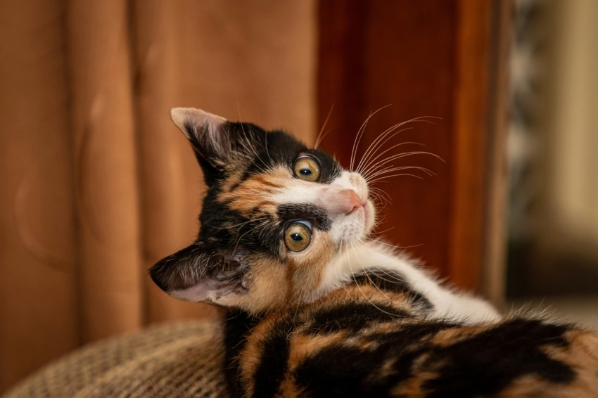 calico cat on brown textile