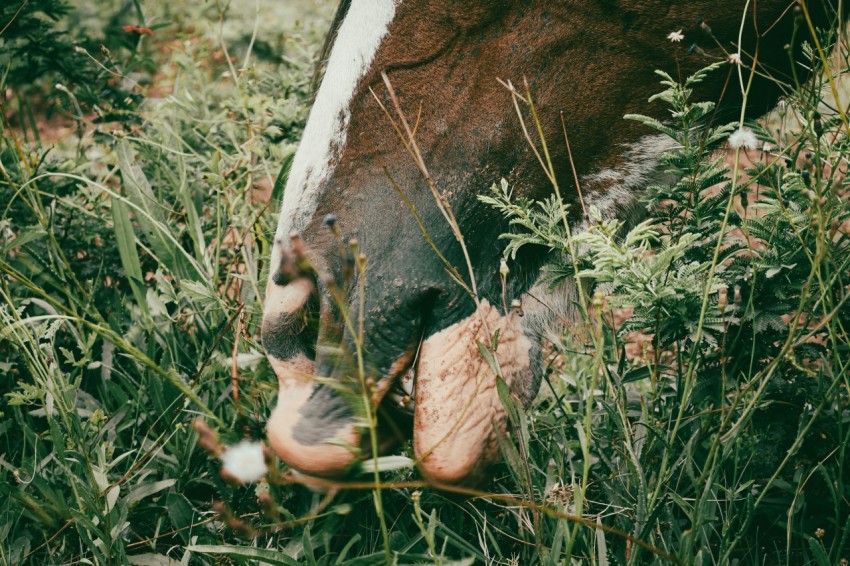 a brown and white horse eating grass in a field