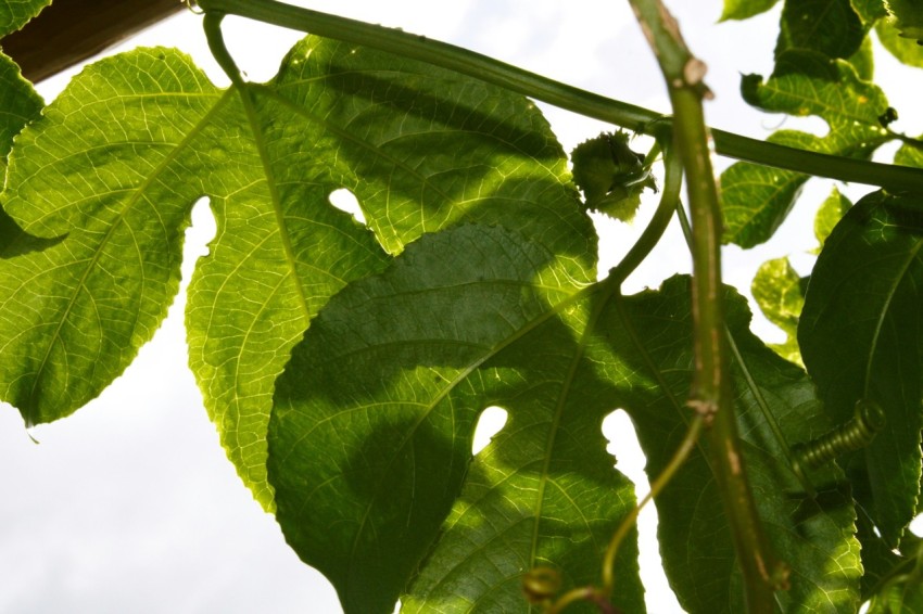 a close up of a green leaf on a tree