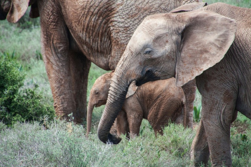 gray elephants on green grass