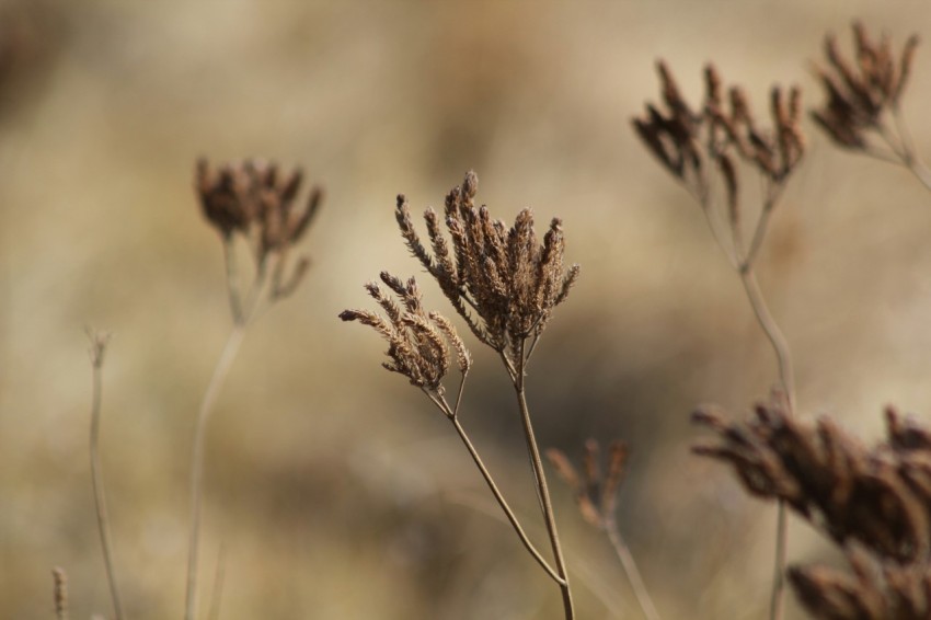 brown wheat in close up photography