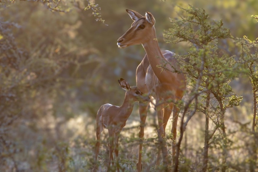 a couple of giraffe standing next to each other in a forest