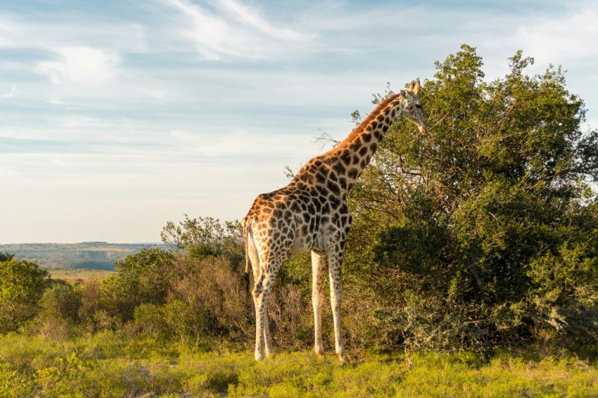 giraffe standing on green grass field during daytime