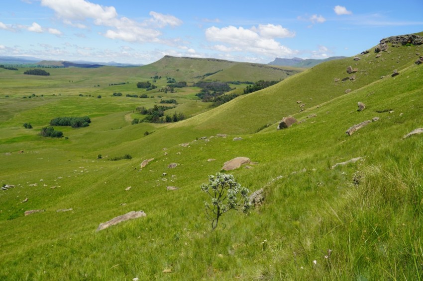 a lush green hillside covered in lots of grass