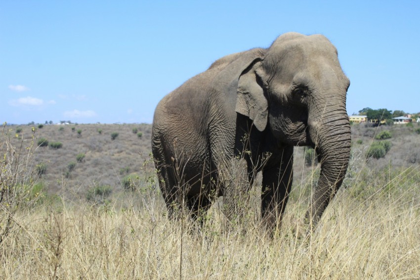 grey elephant on brown grass field during daytime