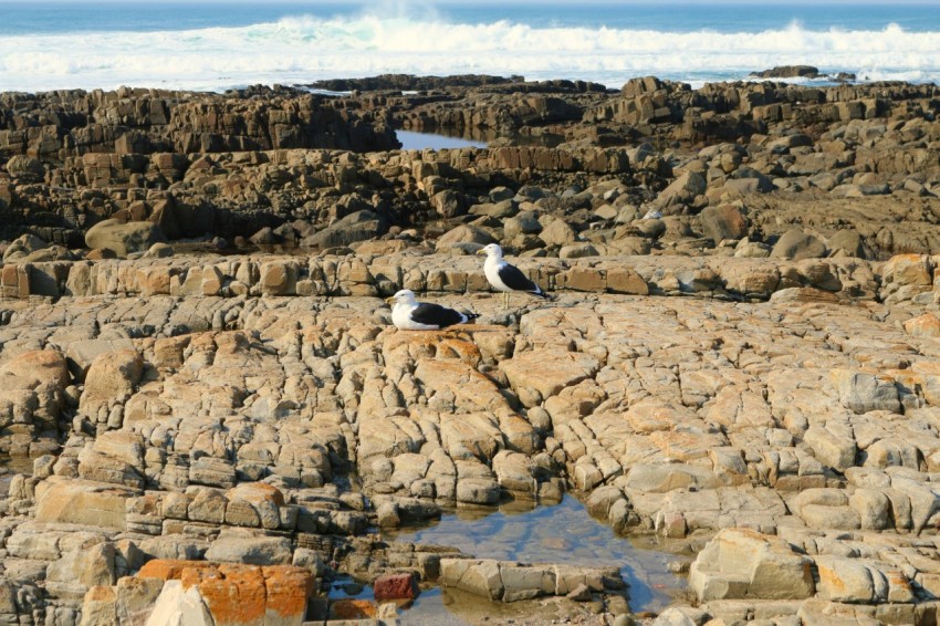 three seagulls sitting on the rocks near the ocean Ap