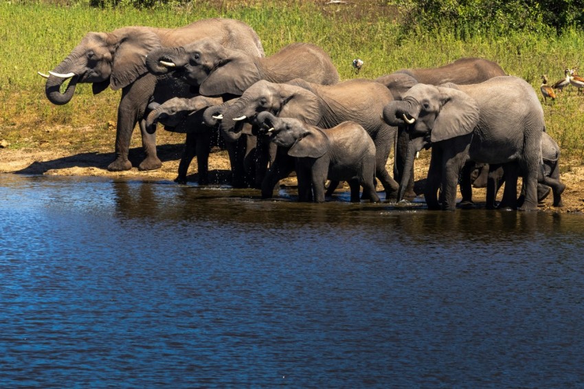 a herd of elephants standing next to a body of water A0