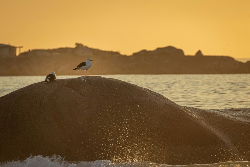 a bird sitting on top of a rock in the ocean