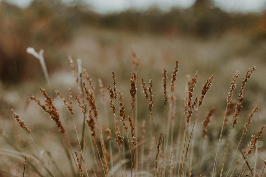 brown wheat in tilt shift lens