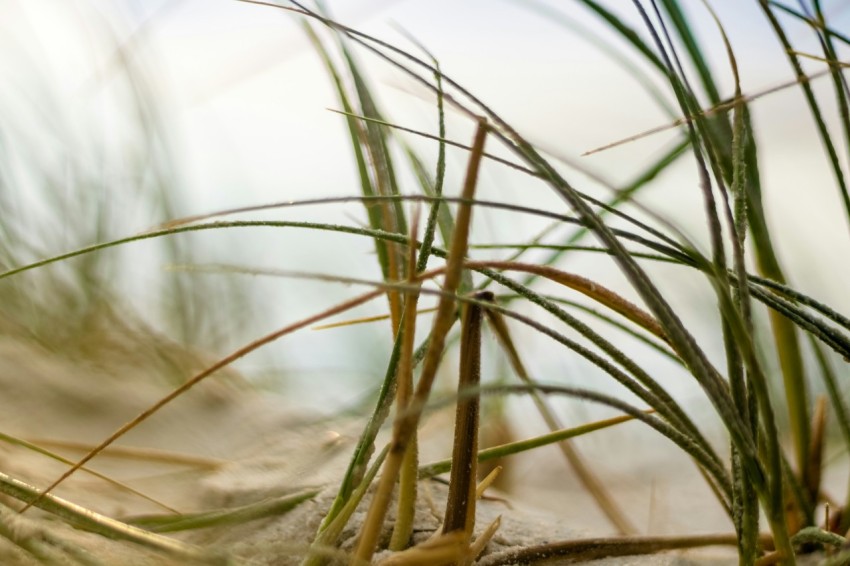 a close up of some grass on a beach