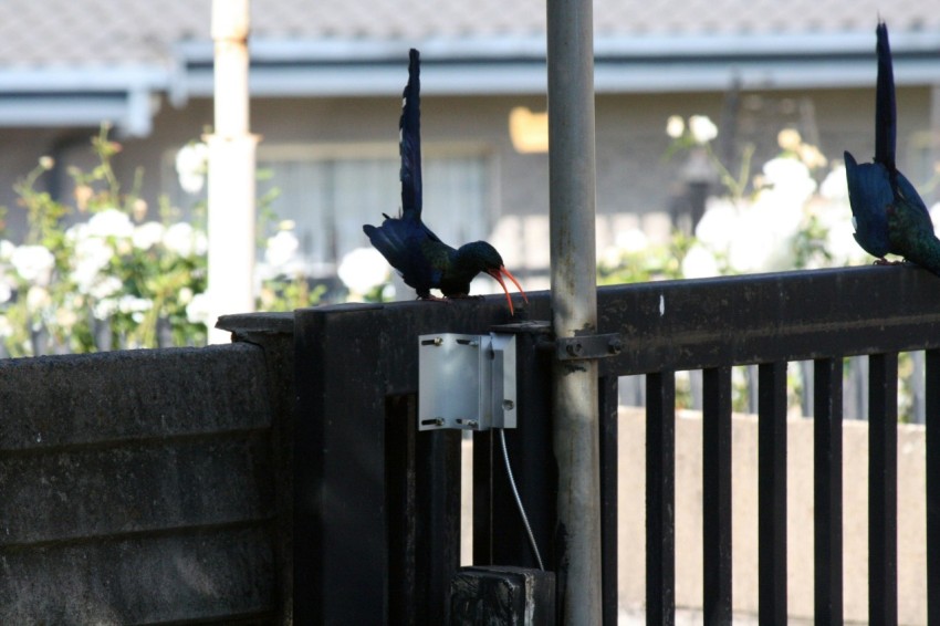 a couple of birds that are standing on a fence