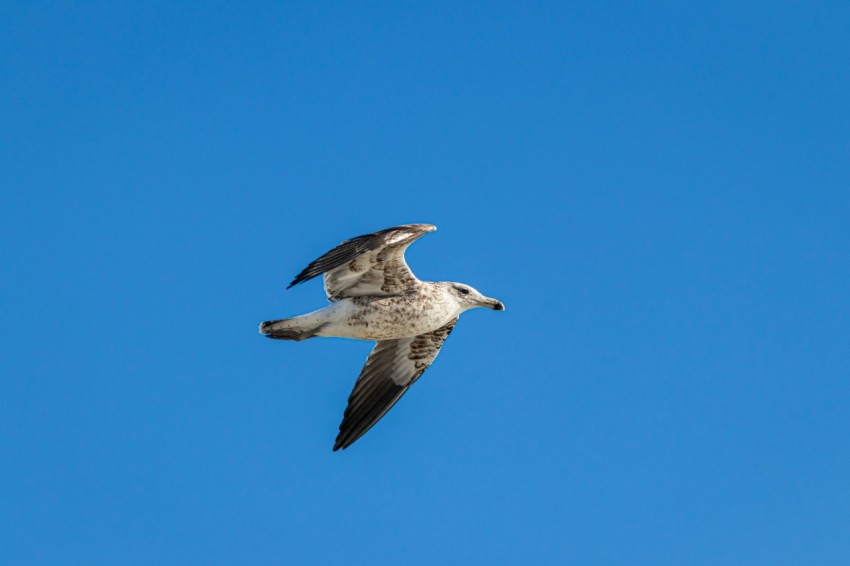 a seagull flying through a blue sky with its wings spread