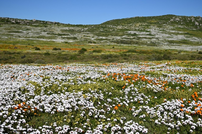 white flowers on green grass field during daytime j5_7u