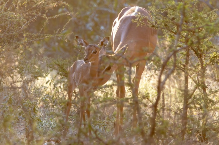 a couple of deer standing next to each other in a forest