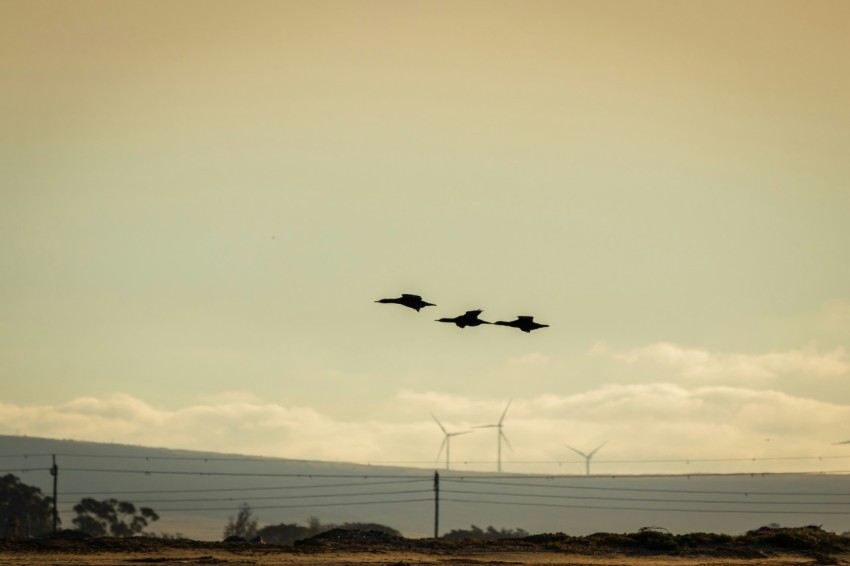 two birds flying over the sea during daytime