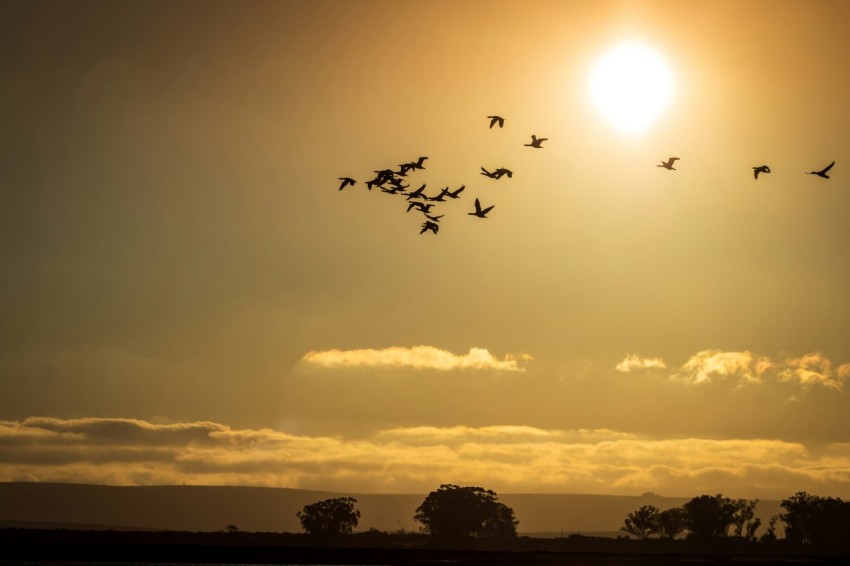 silhouette of birds flying over the trees during sunset