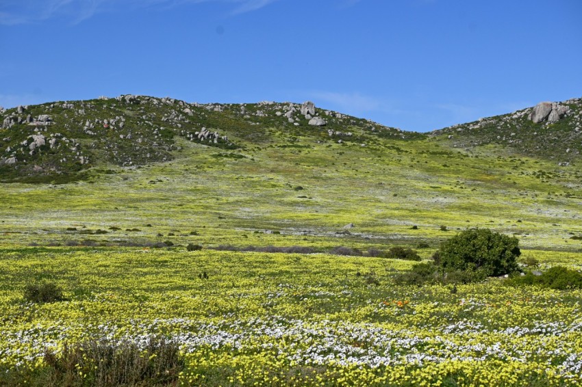 a field of wildflowers with a mountain in the background