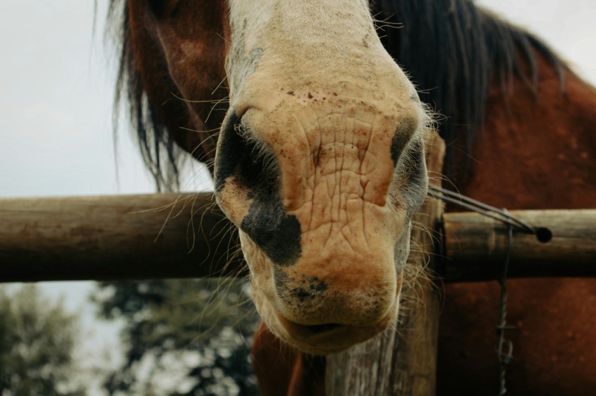 a close up of a horses face behind a fence