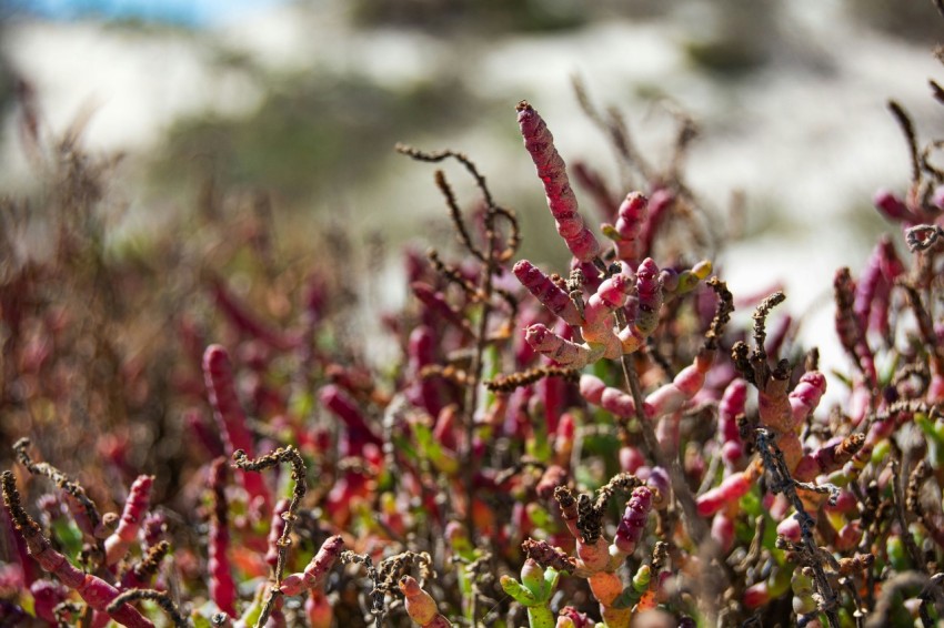 a close up of a plant with red flowers