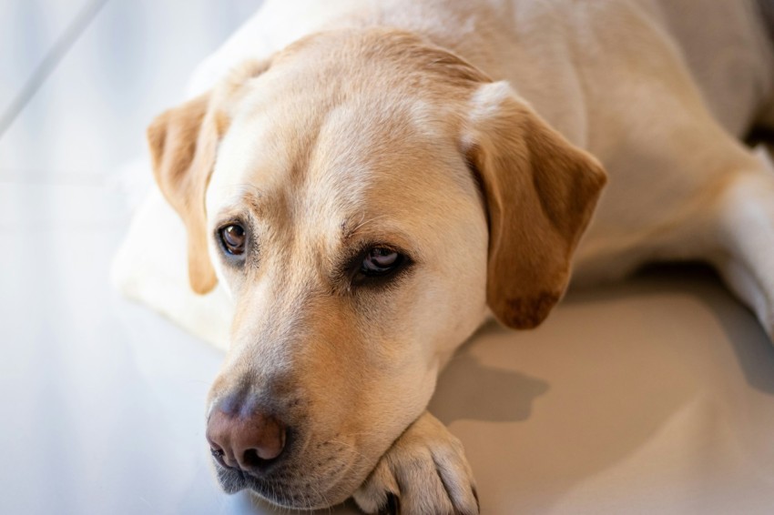 yellow labrador retriever lying on floor