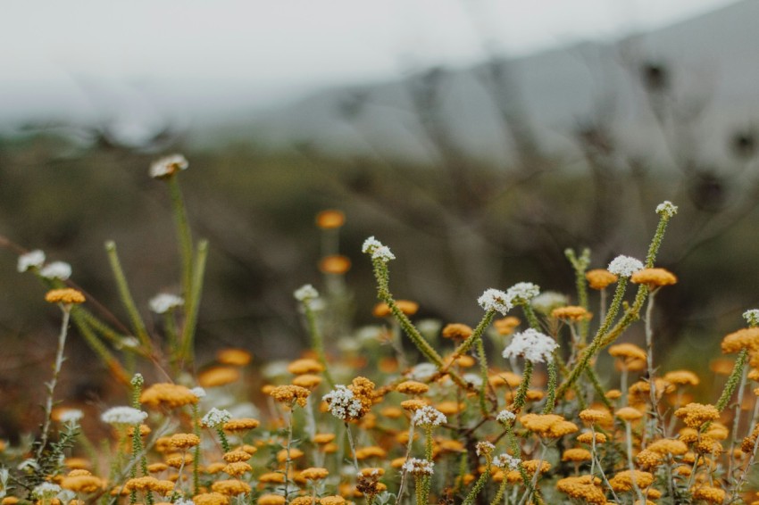 white and yellow flowers in tilt shift lens