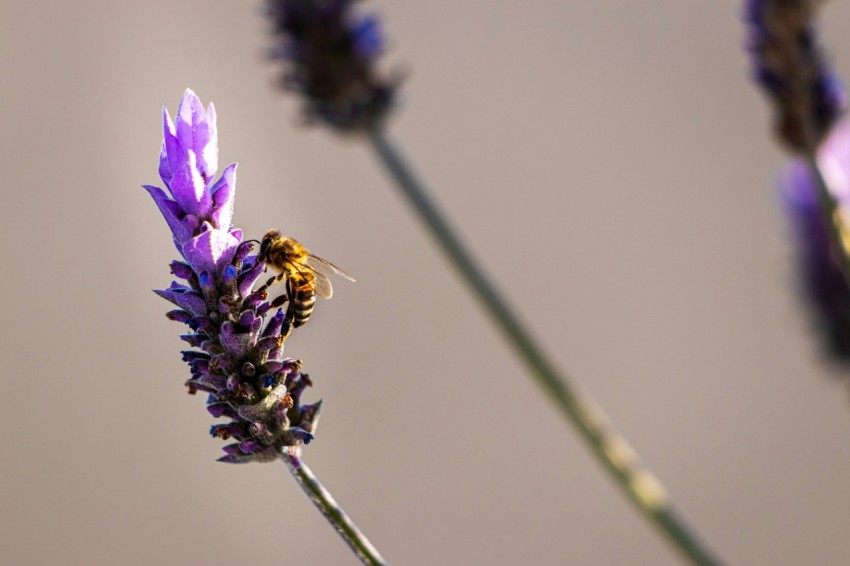 a close up of a purple flower with a bee on it