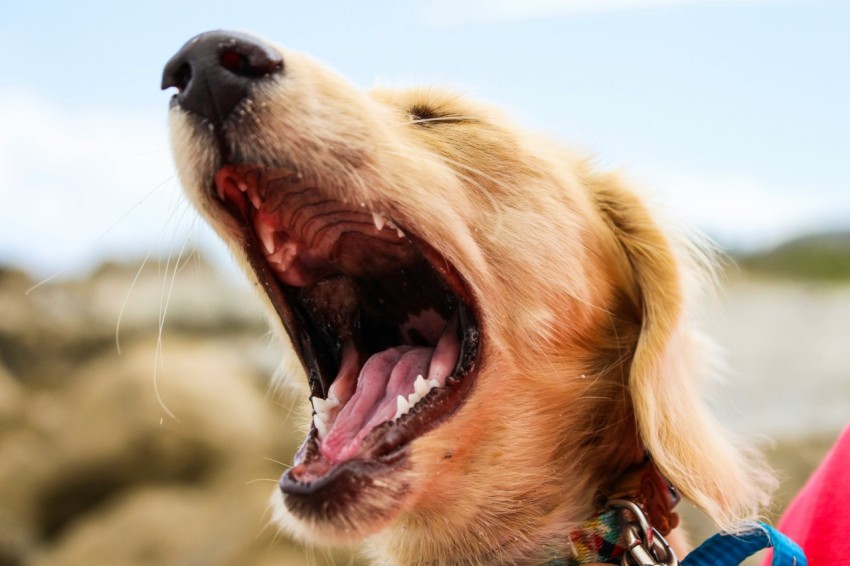 tilt shift lens photography of dog growling