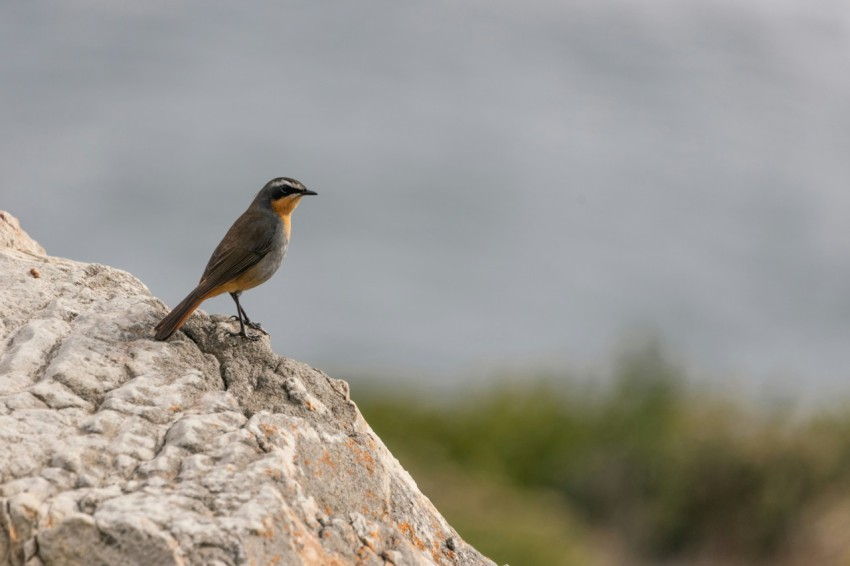 a small bird perched on a large rock