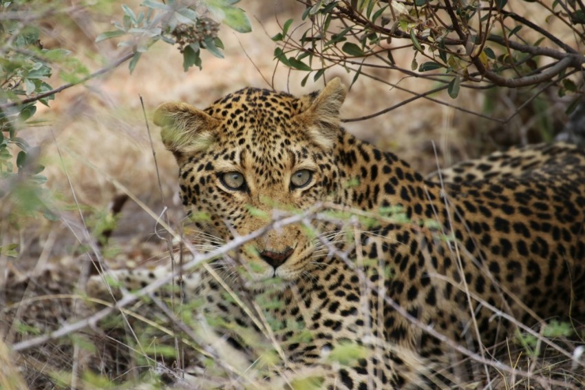 leopard behind bush