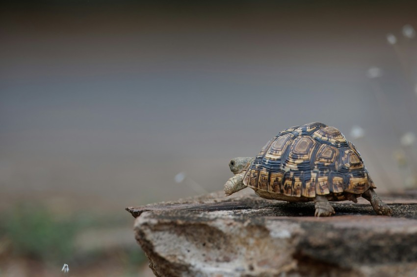 a small turtle is walking on a rock