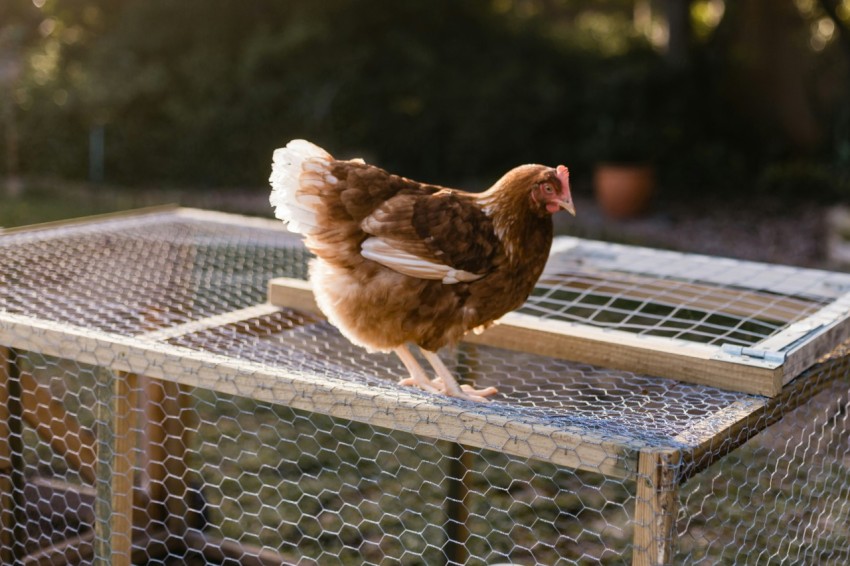 a brown chicken standing on top of a metal cage