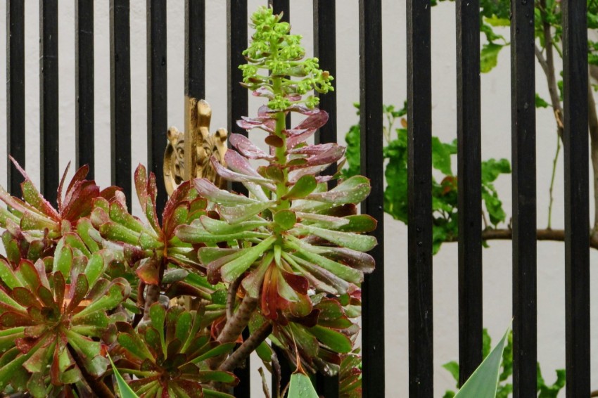 a close up of a plant near a fence