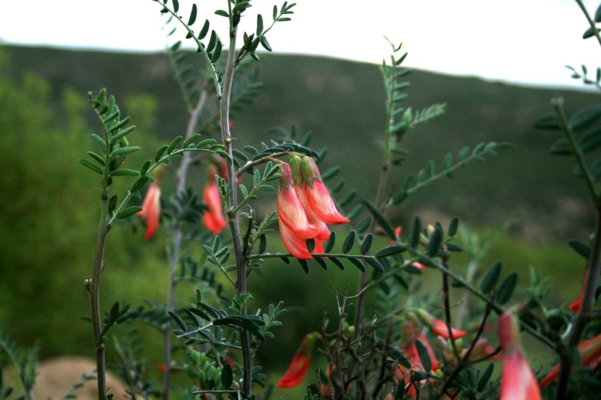 a group of pink flowers with green leaves swXC