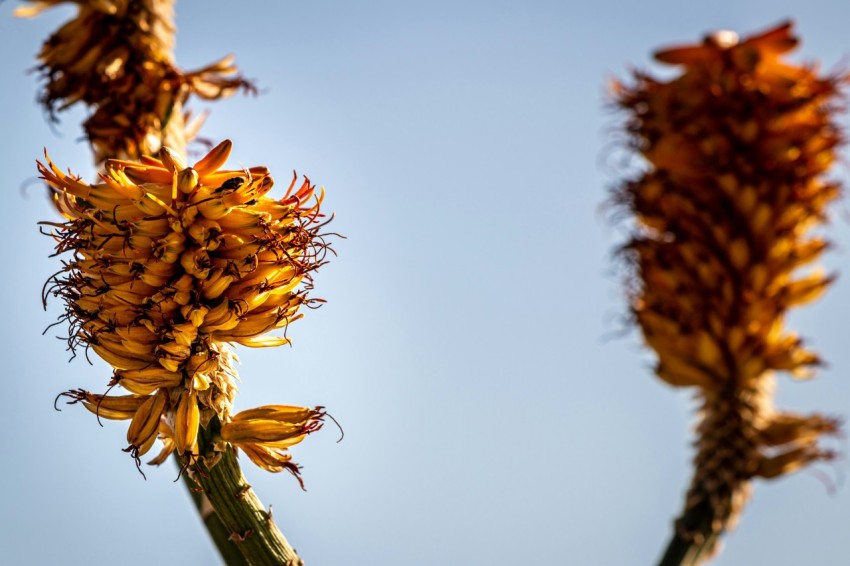 a close up of a flower with a blue sky in the background