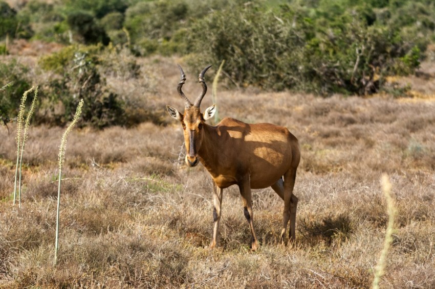 brown animal on brown grass field during daytime