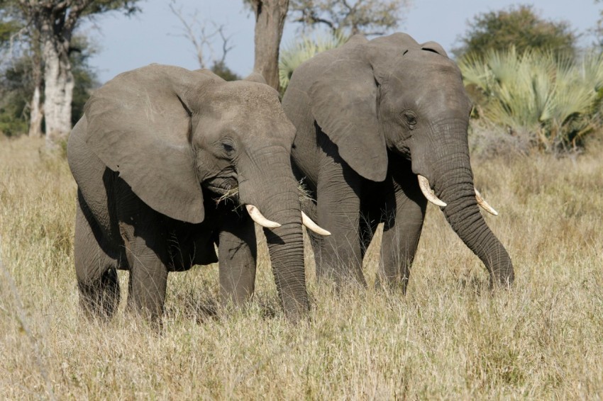 a couple of elephants walking across a dry grass field