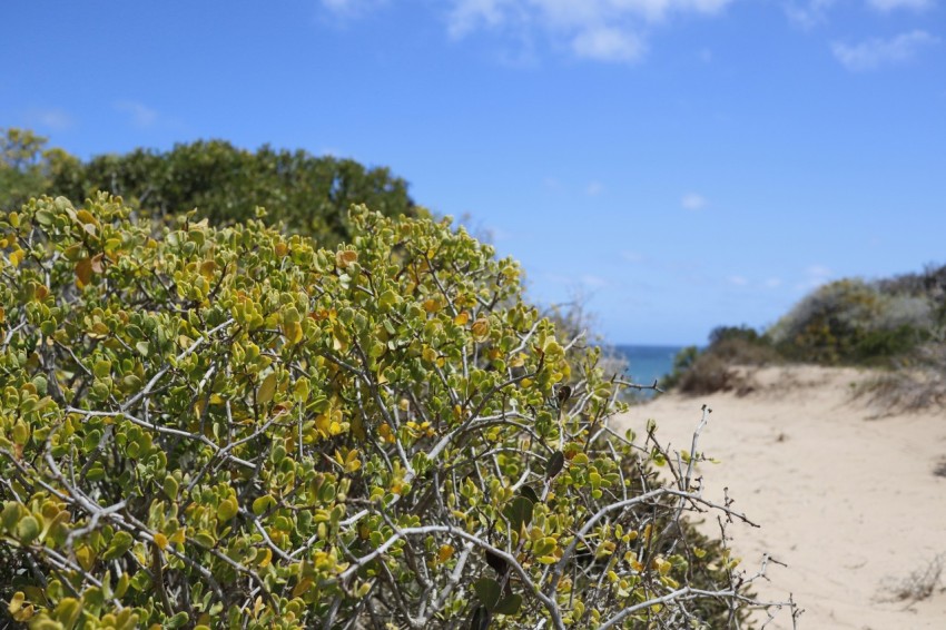 a bush with yellow flowers on a sandy beach