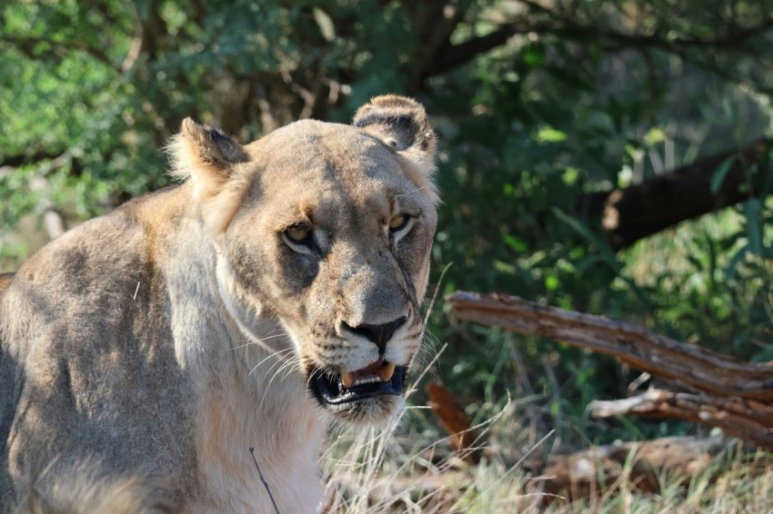 a close up of a lion in a field