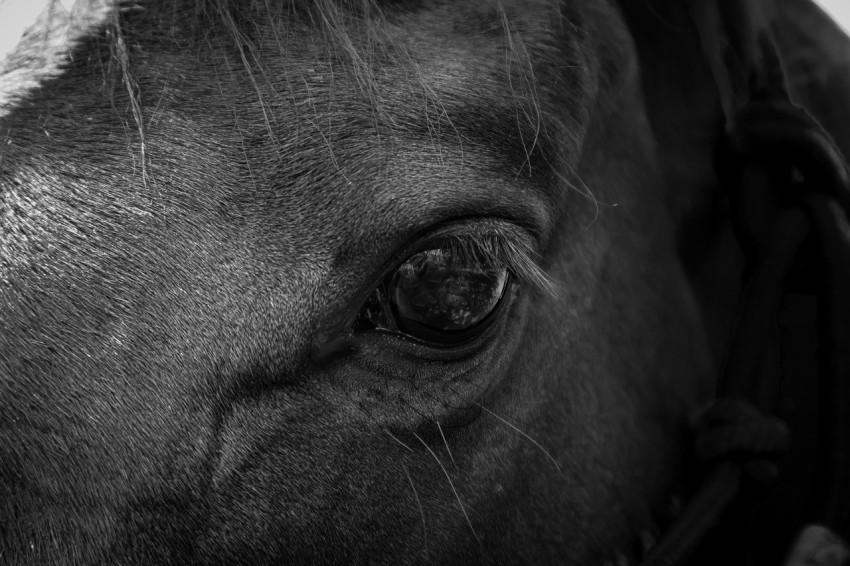 a black and white photo of a horses eye 0