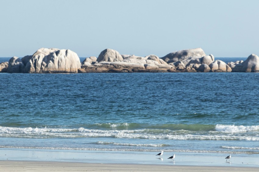 a group of birds standing on top of a sandy beach
