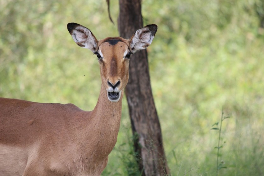 a deer standing next to a tree in a forest