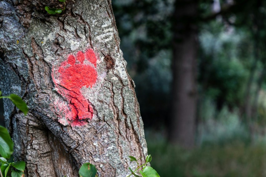 a tree with a red heart painted on it