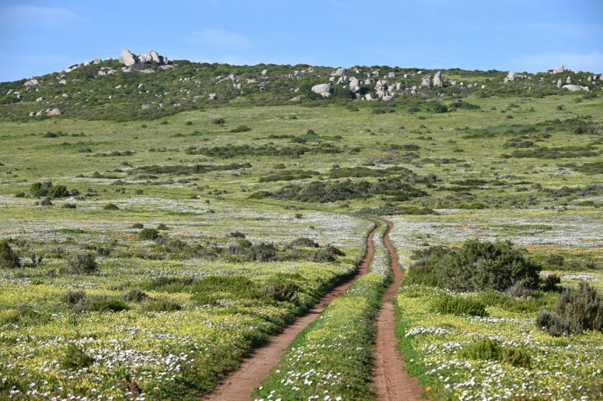 a dirt road in the middle of a field