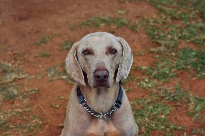 a dog with a chain around its neck