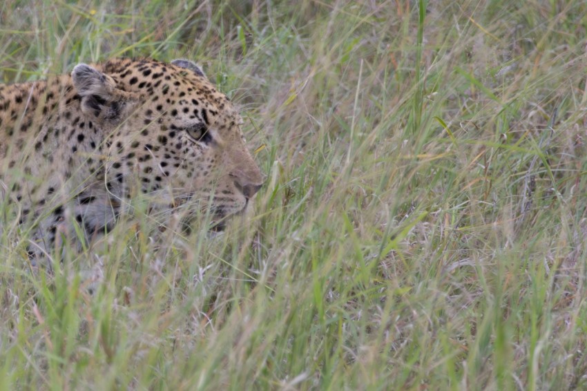 a cheetah walking through tall grass in the wild