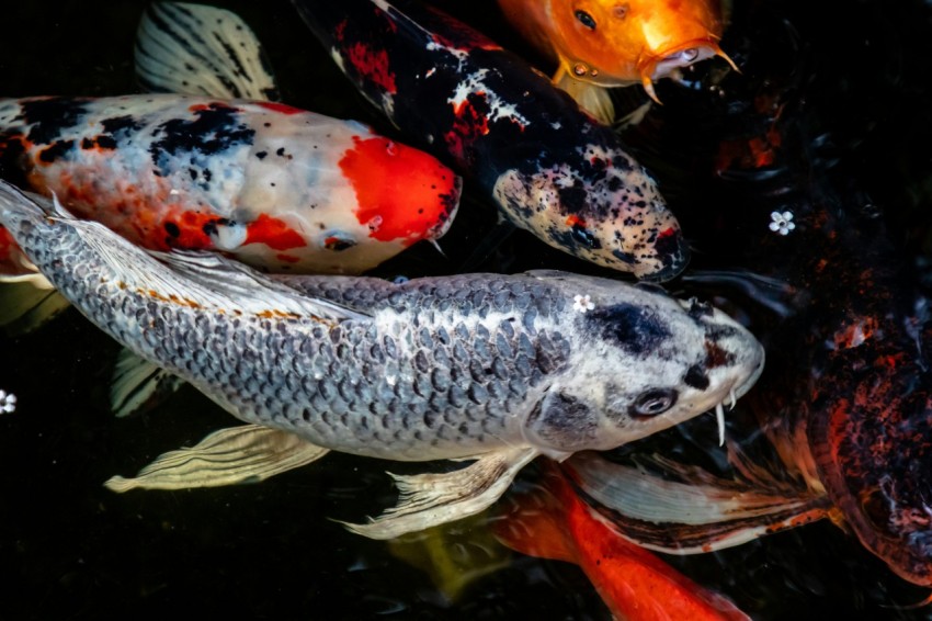 a group of koi fish swimming in a pond