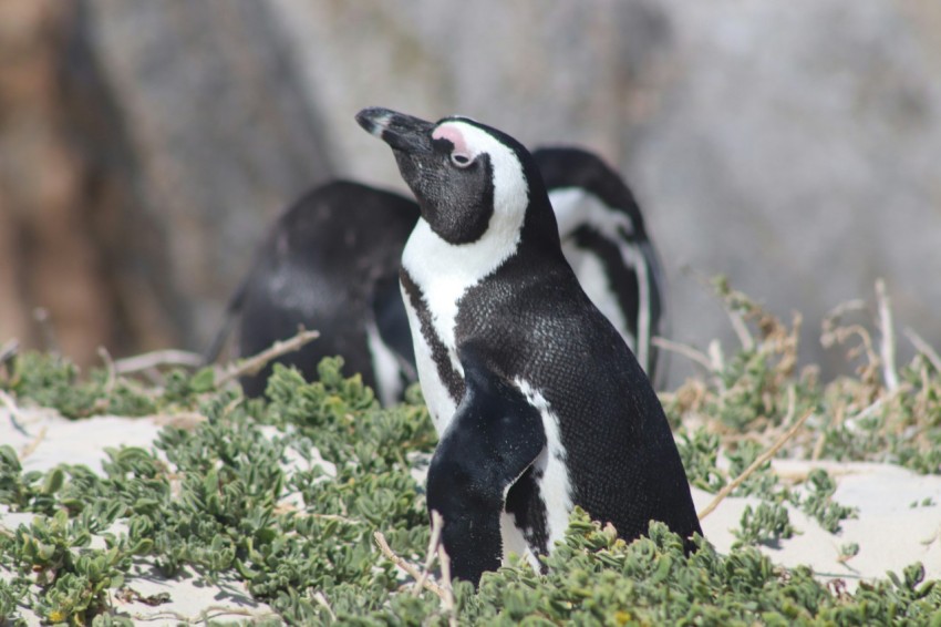 black and white penguin on green grass during daytime