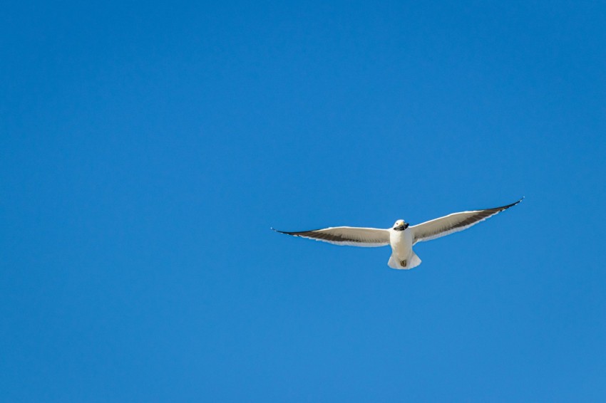 a white bird flying through a blue sky